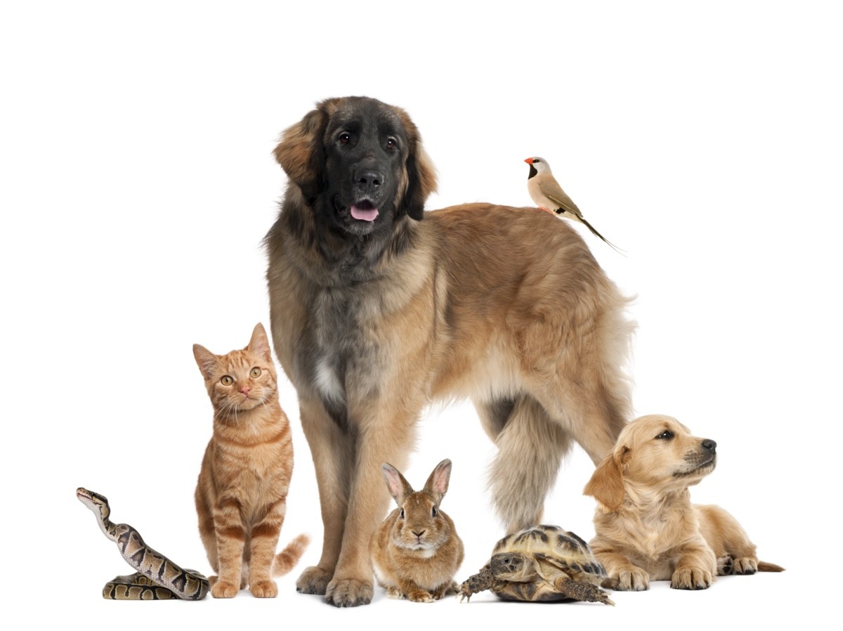 the best possible pet care and expert nutrition advice